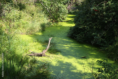 Swampy pond covered with green duckweed surrounded by thickets photo