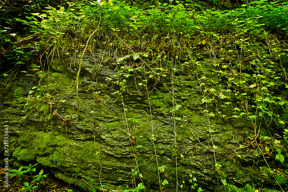 Natural background rock surface close-up with moss and grass Natural background rock surface close-up with moss and grass