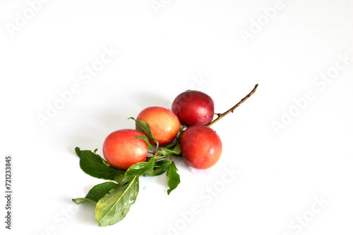 Branch with ripe plum fruits.