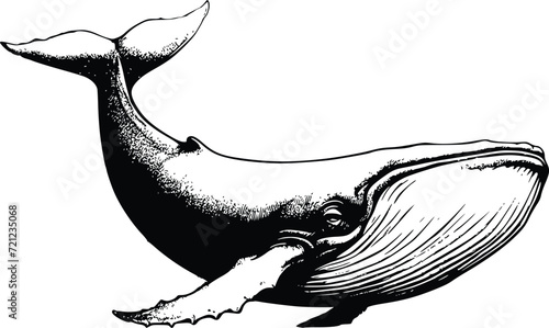 monochrome whale illustration for logo etc.