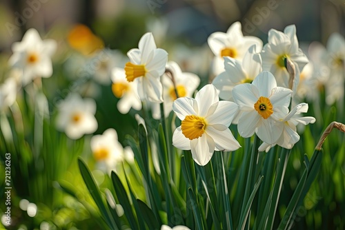 White daffodils in a flower garden in spring.