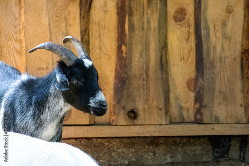  A black goat in a pen against a boarded wall Nelna goat in a pen by a board wall