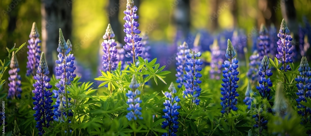 Obraz premium Captivating Display of Beautiful Blue Blooming Lupins in a Stunning Forest Meadow
