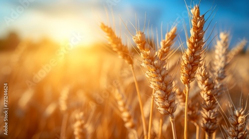 Earing wheat field in sunny summer weather
