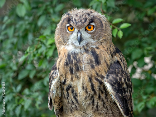 Eurasian eagle-owl a portrait