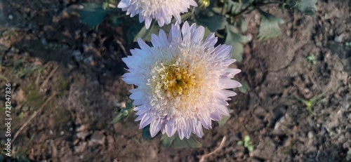 Pink White Chrysanthemum Flower Blooming on Nature Background