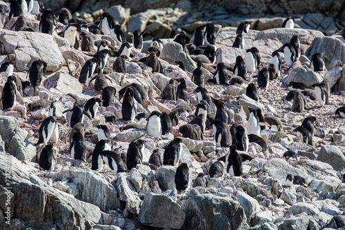 Adelie penguin colony on Rocky Mountain in Antarctica 