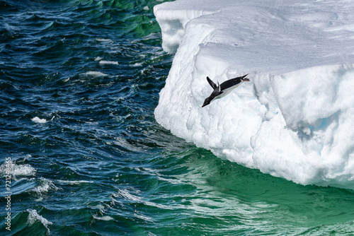 Penguins swimming and jumping out of the water in the sea of Antarctica  photo