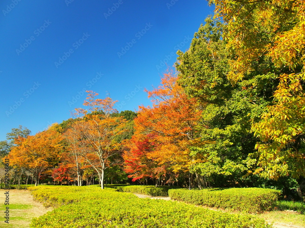 秋の黄葉の木々のある公園風景　21世紀の森と広場