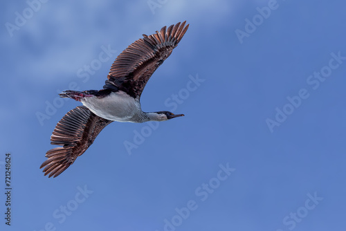 Antarctic Shag  Cormorant  flying in front of blue sky in very high detail on Antarctica