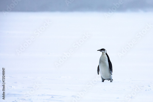Emperor penguin standing on ice in the middle of a snow storm in Antarctica 