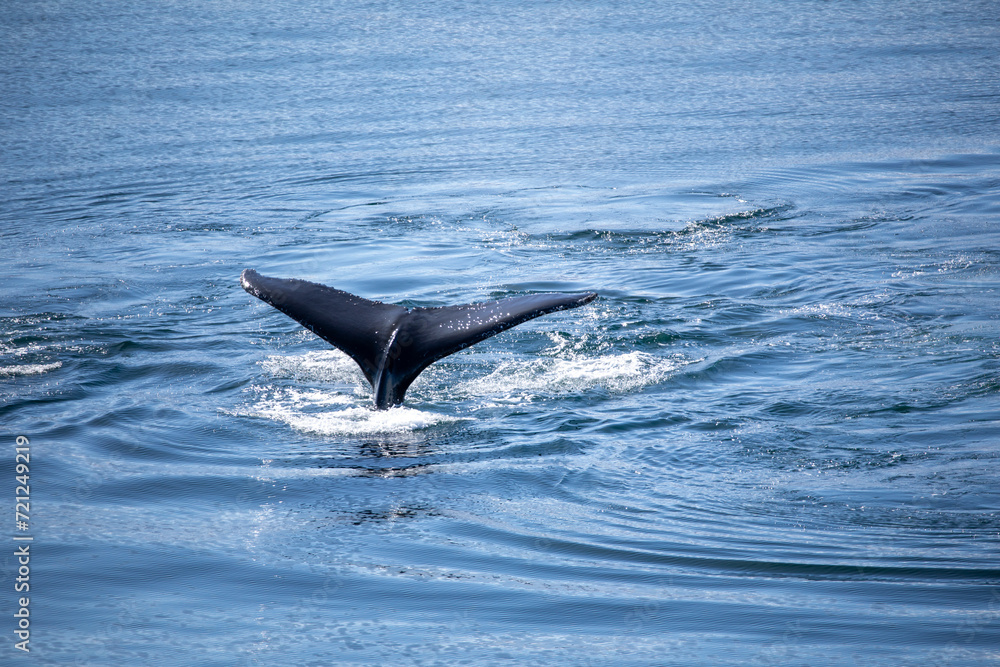 Naklejka premium Whale fin diving into the deep blue sea in Antarctica 