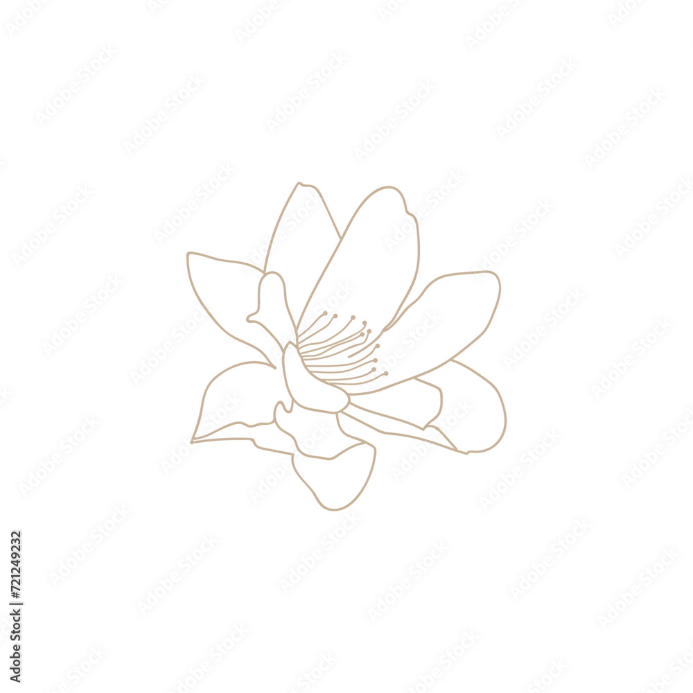 Line art water lily flower illustration Line art water lily flower illustration
