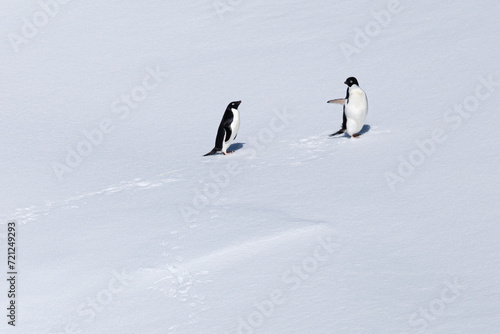 Two Adelie Penguins, one Penguin is pointing with its wing on the other on an iceberg in the middle of Antarctica