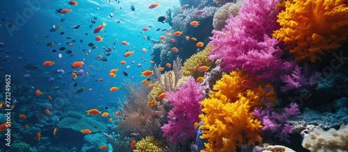 Reef colors at depth in the Red Sea  Egypt s Fury Shoals.