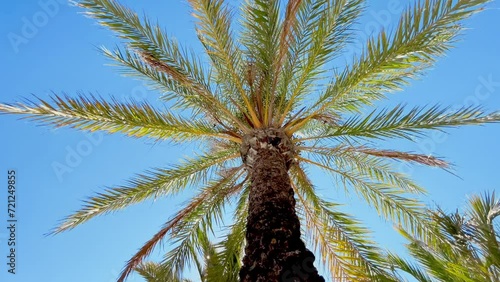 Three Palm trees and wide angle bottom top view with sun.