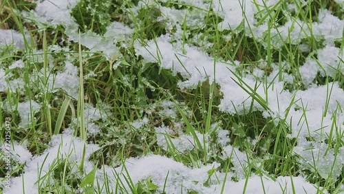 Iced green grass covered with snow and ice in spring after the snowfall