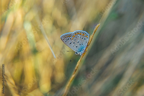 Lepidoptera.Butterfly