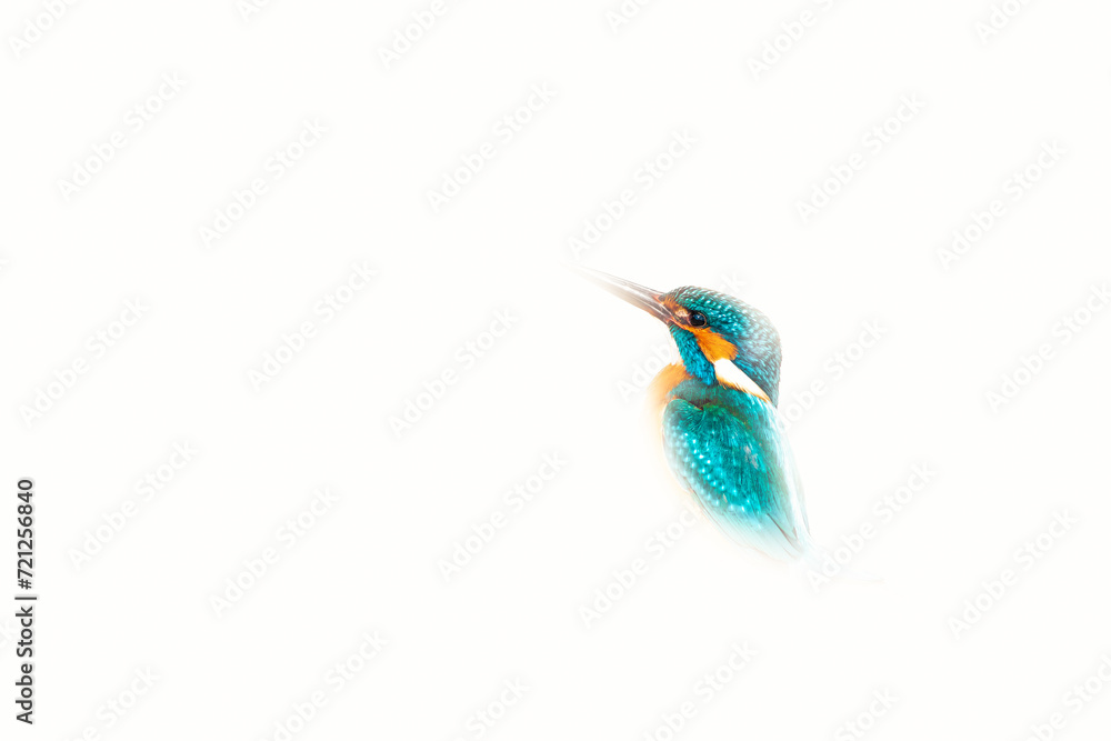 Fototapeta premium Kingfisher. A bird photo edited with high key technique. Artistic wildlife photography. White background. 