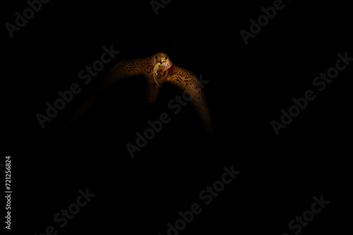 Falcon. Bird of prey. A bird photo edited with low key technique. Artistic wildlife photography. Black background. 