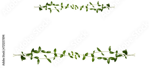 Frame with green branches isolated on white background. Top view, copy space
