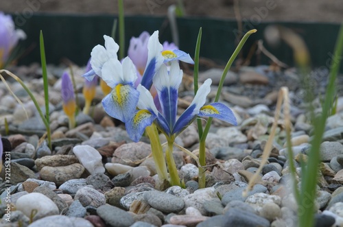 Spring blooming  Iris reticulata 'Sea Breeze' 