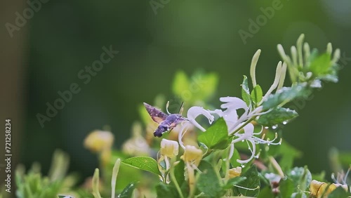 Slow motion close up shot of a hummingbird hawk-moth hovering