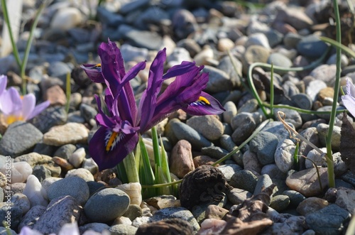 Spring blooming Iris reticulata 'Scent Sational'