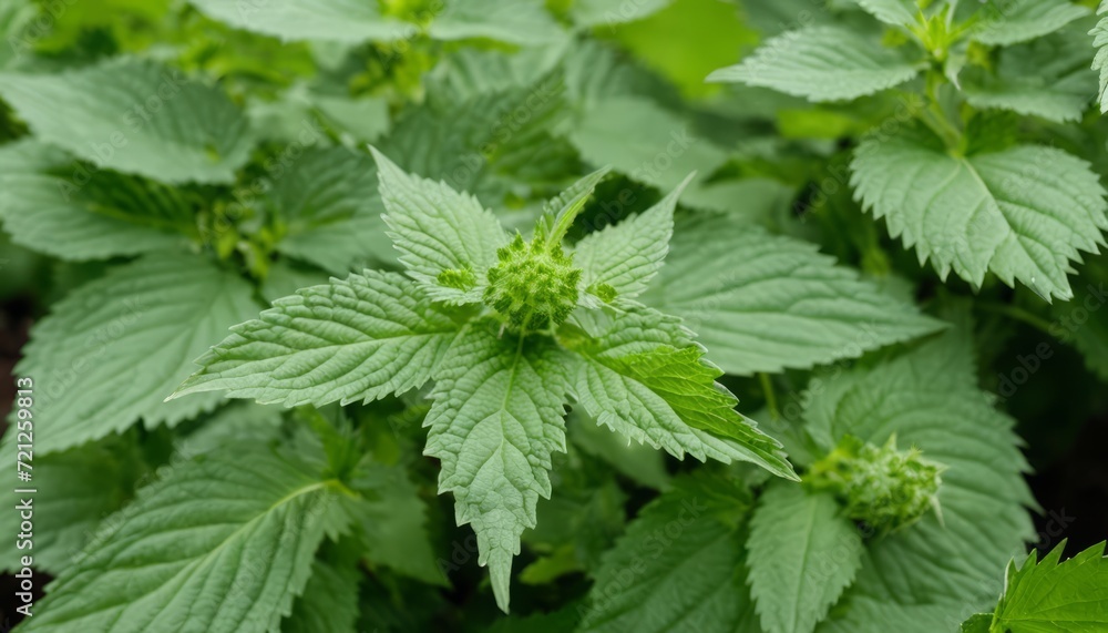 A green leafy plant with small green flowers A green leafy plant with small green flowers