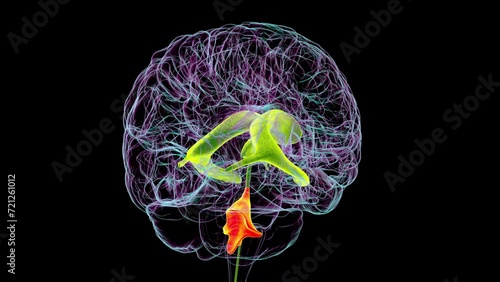 Anatomy of the fourth brain ventricle (highlighted in orange color), a fluid-filled cavity situated at the posterior of the brainstem, involved in cerebrospinal fluid circulation, 3D animation.