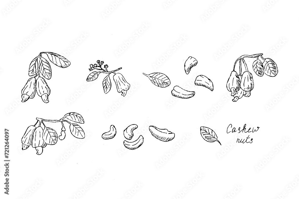 Obraz premium Set of Cashew fruit outline sketch isolated. Hand drawn vector illustration of cashew nuts in linear style. Set of tropical fruit branches, plant parts, seeds for food background, snack cover. 