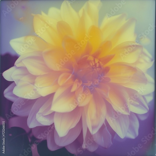 dahlia flower, nostalgia, hope, park, memory, polaroid photo