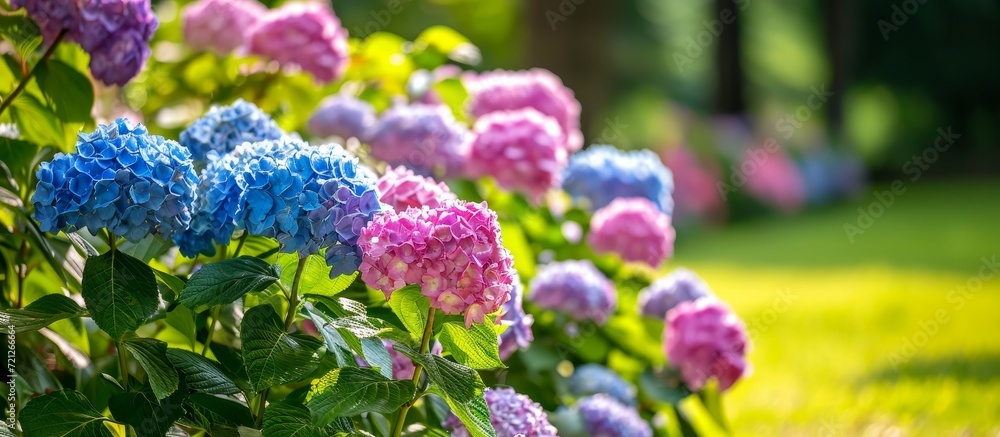 Hydrangea Blooming in a Picturesque Park: A Captivating Hydrangea Display in a Stunning Blooming Park Hydrangea Blooming in a Picturesque Park: A Captivating Hydrangea Display in a Stunning Blooming Park