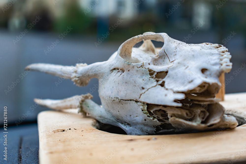 Skull of young deer with its teeth and antlers Skull of young deer with its teeth and antlers