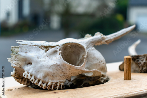 Skull of young deer with its teeth and antlers © Reflexpixel