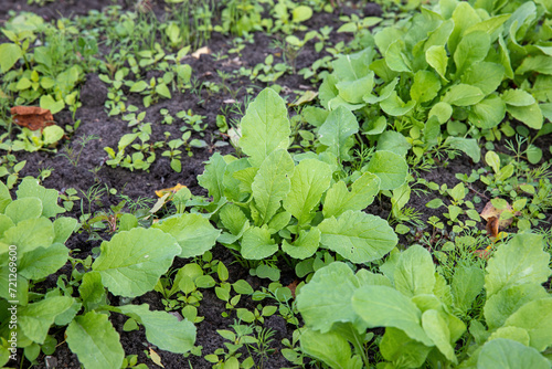 Green radish leaves stick out of the ground in the garden.
