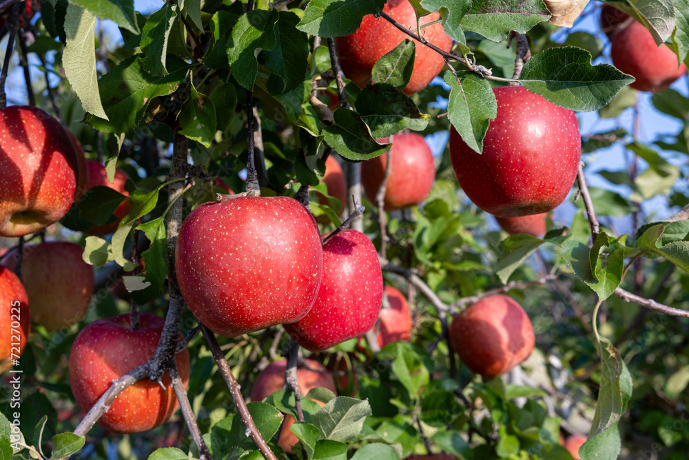 The Chiyuki, a delicious apple variety from the orchard. The Chiyuki, a delicious apple variety from the orchard.