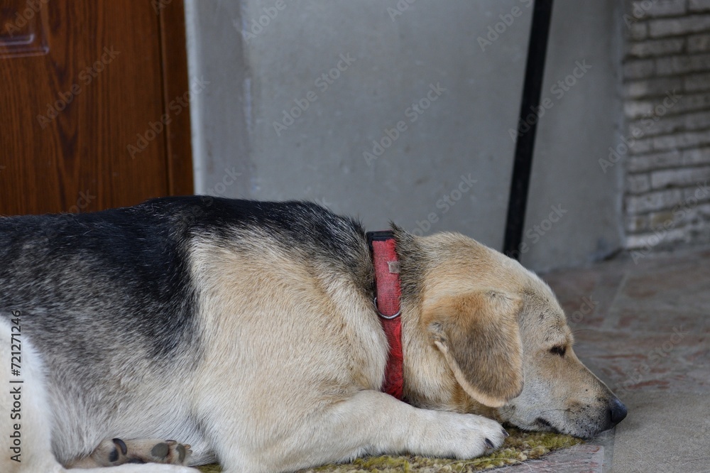 The domestic dog is lying and waiting for his master in front of the door
