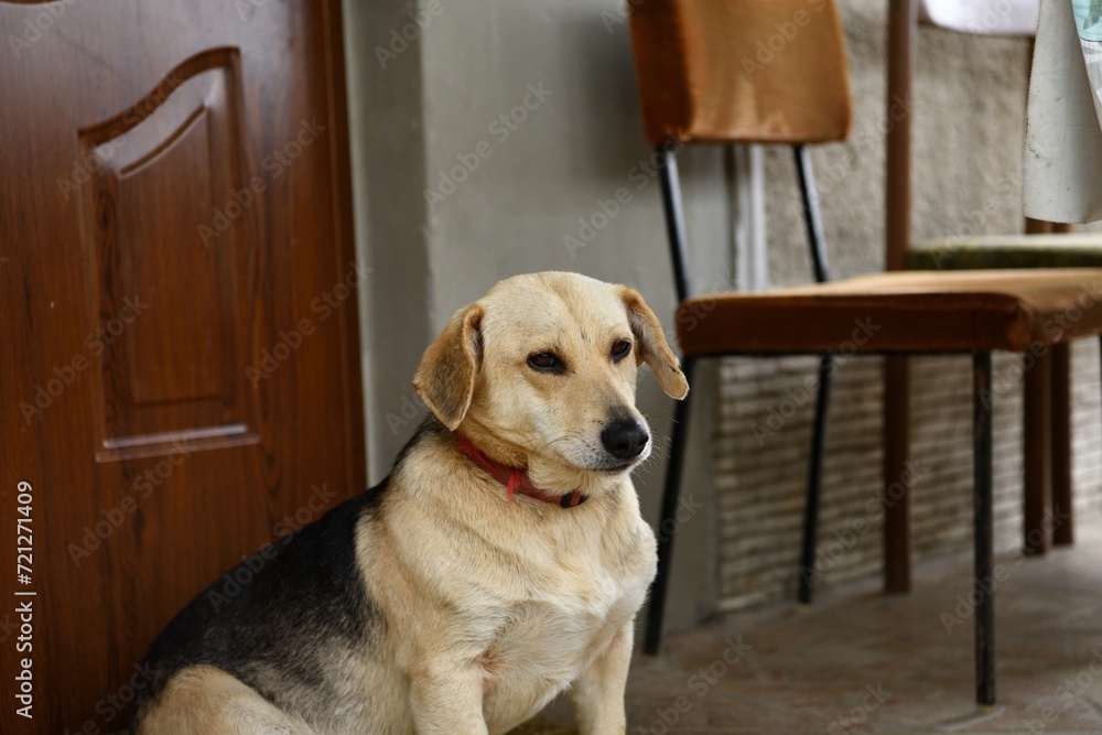 A domestic dog guards the door by the house