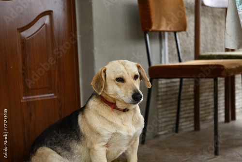 Obraz na płótnie A domestic dog guards the door by the house w salonie