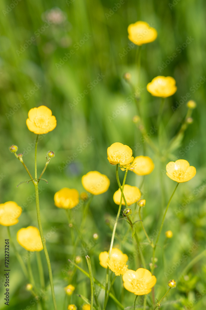 Fototapeta premium Yellow Flowers in the green field