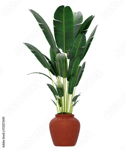 Potted Bird of Paradise plant