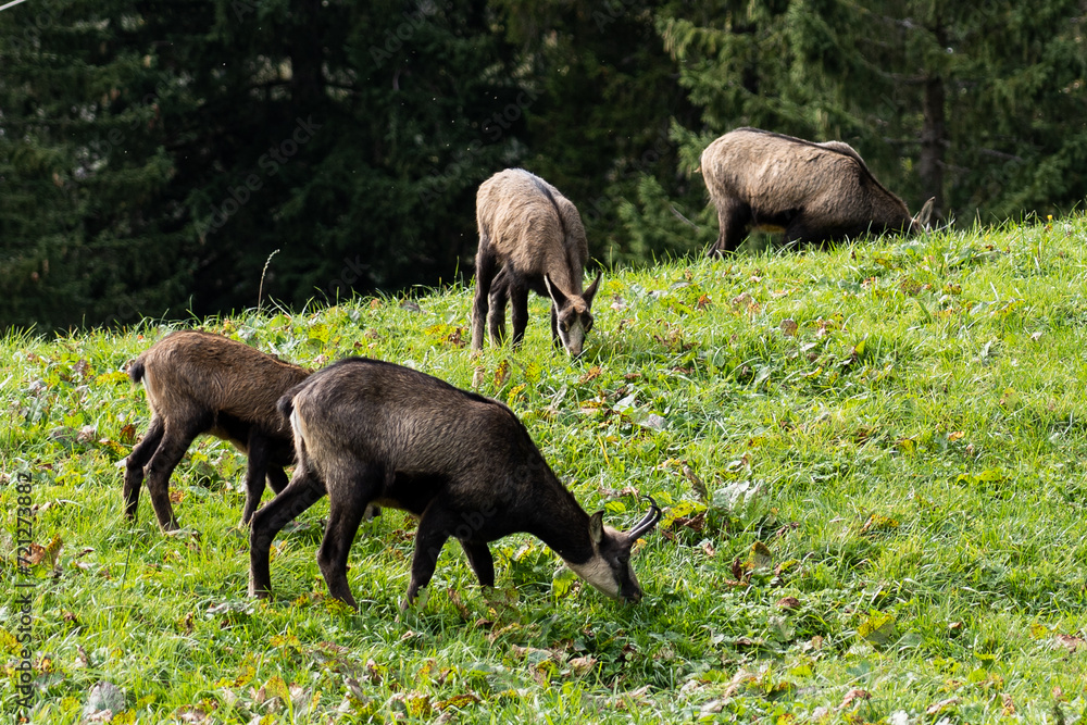 Wild chamois feeding on green grass in the swiss alps Wild chamois feeding on green grass in the swiss alps