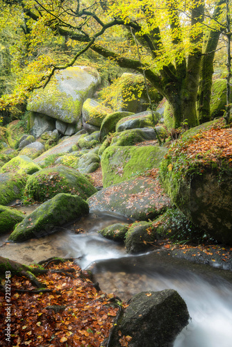 Foret et ruisseau au milieu des rochers en automne, vue verticale