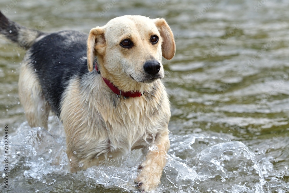A domestic dog jumps in the water and cools off in the hot summer