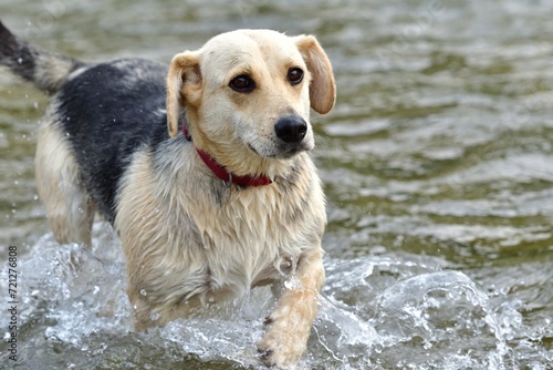 Obraz na płótnie A domestic dog jumps in the water and cools off in the hot summer w salonie