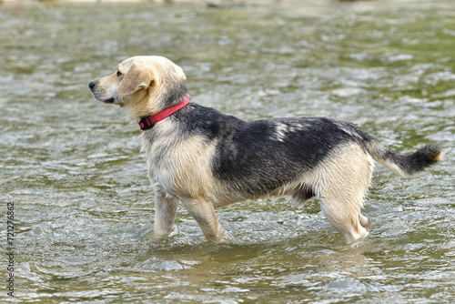 Obraz na płótnie A white dog with a red collar cools off in the water during the summer heat w salonie