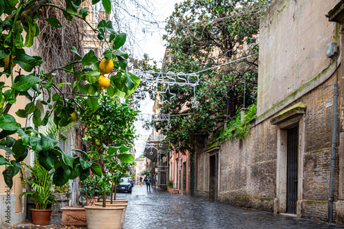 Lemon tree on street in Rome, Italy photo