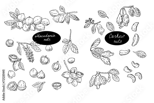 Set of Macadamia and cashew nuts brunch outline sketch background. Vector illustration isolated. 