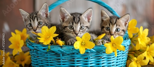 Adorable Blue Basket Filled with Cute Kittens and Vibrant Yellow Flowers